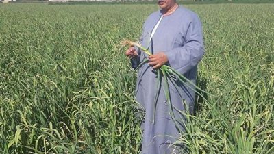 نقيب الفلاحين: بداية حصاد الثوم في صعيد مصر