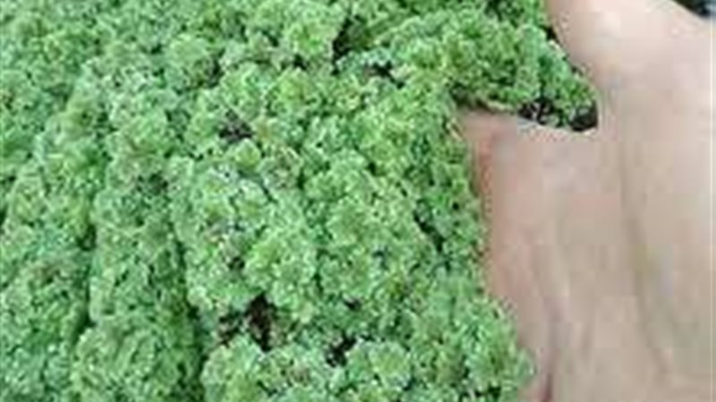 نبات الأزولا