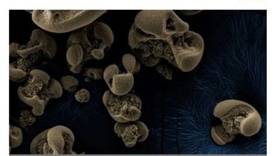 هيكل معدني يثير الجدل بين العلماء