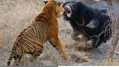 شاهد.. معركة عنيفة بين نمر ودب تستمر لمدة 30 دقيقة