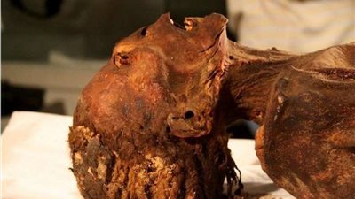 اكتشاف مفاجأة داخل مومياء مصرية قديمة