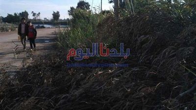 سقوط شجرة بسبب الطقس في الغربية