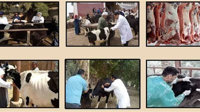 بيطري المنيا يحرر 24 محضرا خلال حملات على الأسواق والمطاعم