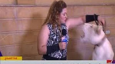 أسد يصدم مدربته 