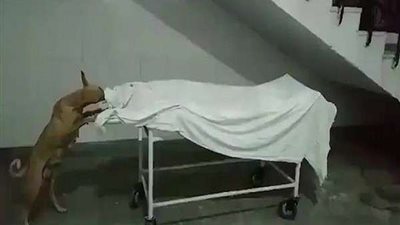 كلب ينهش جثة فتاة داخل مستشفى