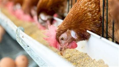 ارتفاع جديد في أسعار الأعلاف والطن يتجاوز 25 ألف جنيه