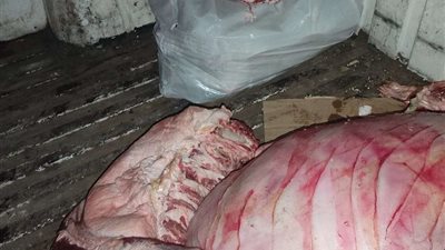 محافظ المنوفية : ضبط 200 كجم لحوم غير صالحة للاستهلاك الآدمى وتحرير 214 محضر تمويني