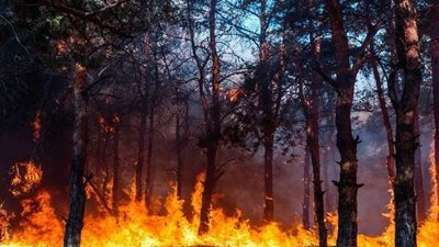 نشوب 54 حريقا في الغابات بإستراليا