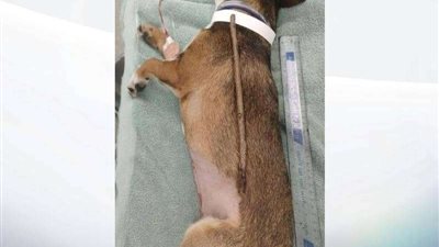 سيدة تتخلص من 