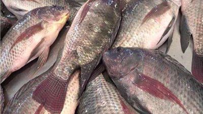 أسعار السمك اليوم الجمعة 17 - 3 - 2023