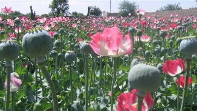 طالبان .. من أكبر مصدر للأفيون إلى العقاب حسب الشريعة الإسلامية