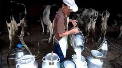 بشرى سارة عن صناعة الألبان في مصر