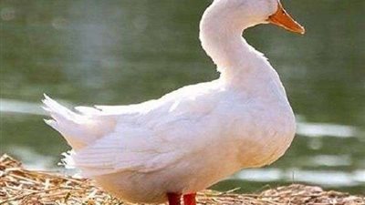 النيابة تحقق مع محام لاتهامه بسرقة 