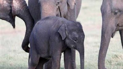 مزاد لبيع 170 فيلا في ناميبيا