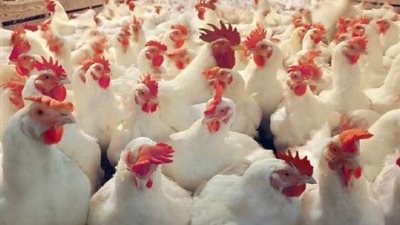 صناعة الدواجن تؤكد استقرار الأسعار محليا والكيلو يسجل 19 جنيها بالمزرعة