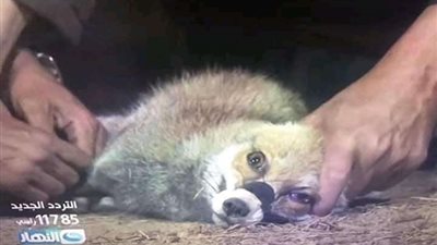 إيقاف برنامج صبايا الخير لـ ريهام سعيد