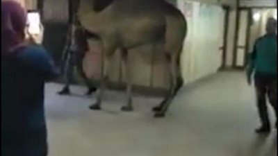 جمل يتجول داخل مستشفى بالجيزة