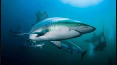 في مشهد مخيف.. العثور على مئات القروش مطعونة على الشواطئ