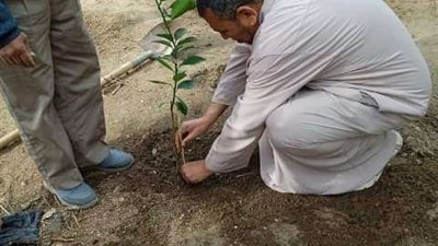 زراعة 100 مليون شجرة لزيادة المساحات الخضراء بالشرقية.. تفاصيل