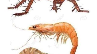 بعد تداوله في الأسواق.. الفرق بين الجمبري وصرصور النيل السام