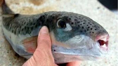 احذر تناولها.. 7 أسماك سامة لا يجب شراؤها من الأسواق
