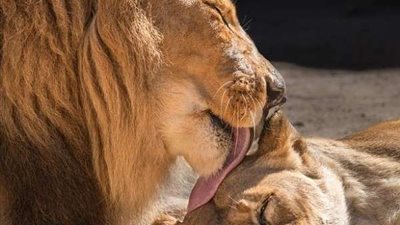 استغاثة من مدير حديقة الحيوانات في برشلونة بسبب كورونا