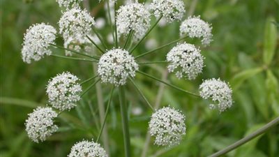 تعرف على النبات الذي يعالج 20 مرضا وبه أغلب الفيتامينات