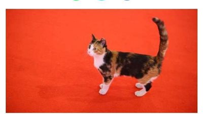 شاهد.. لحظة اقتحام قطة مهرجان القاهرة السينمائي