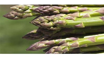 نبات يعالج  20 مرضًا .. تعرف عليه