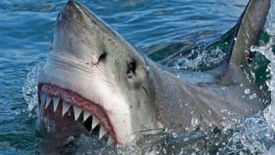 أول هجوم لسمك قرش بولاية بورتوريكو الأمريكية.. والضحية امرأة في الأربعينيات