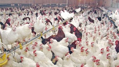 تراجع 4 جنيهات بأسعار الدواجن اليوم الثلاثاء