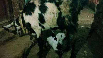 ولادة معزة لخروف بالمنوفية يثير الجدل على الفيس بوك.. القصة الكاملة