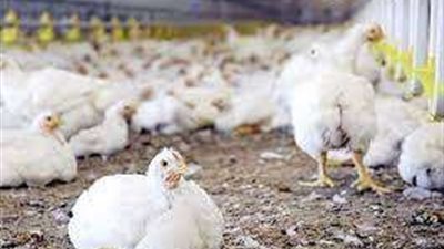 هبوط جديدة فى أسعار الدواجن  