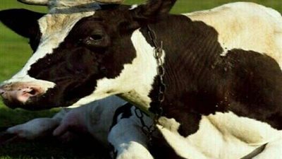 الزراعة تزف بشرى سارة للمصريين شاهد