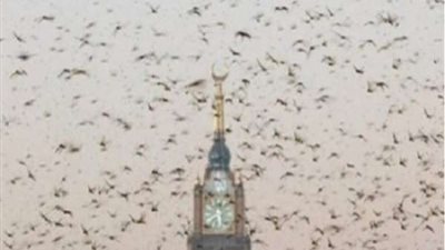الجراد يغطي ساعة مكة المكرمة.. شاهد