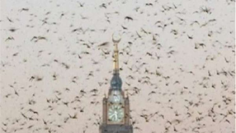 بلدنا اليوم
