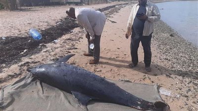 العثور على دولفين نافق بالبحر الأحمر