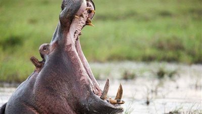 حيوان ضخم ينهي حياة صاحبه بطريقة متوحشة