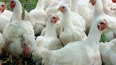 حريق يقضي على 16 ألف دجاجة في التشيك بالقرب من الحدود الألمانية