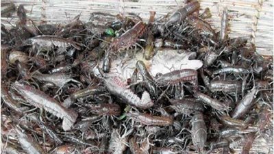 ضبط 1195 قضية تموينية: 