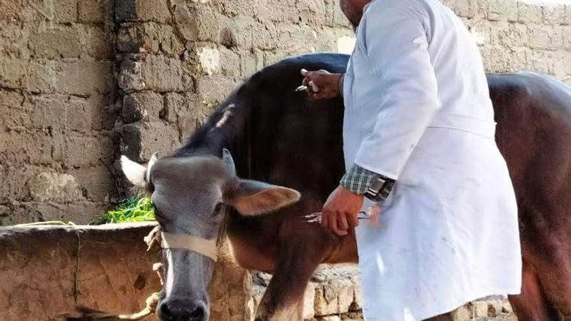 الطب البيطري بالشرقية