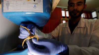 صاحب مشروع سموم العقارب: استخراج جرام واحد من 1700 عقرب لصناعة الأدوية