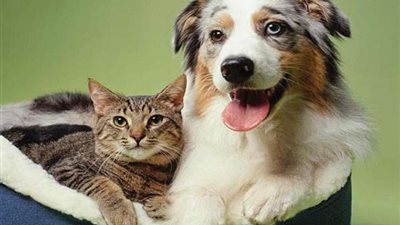 حكم إلقاء بقايا الطعام للحيوانات.. الإفتاء توضح