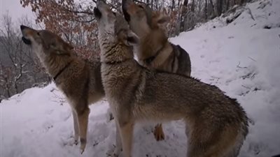 الكلاب الضالة تنهش جسد امرأة داخل شقتها حتى الموت