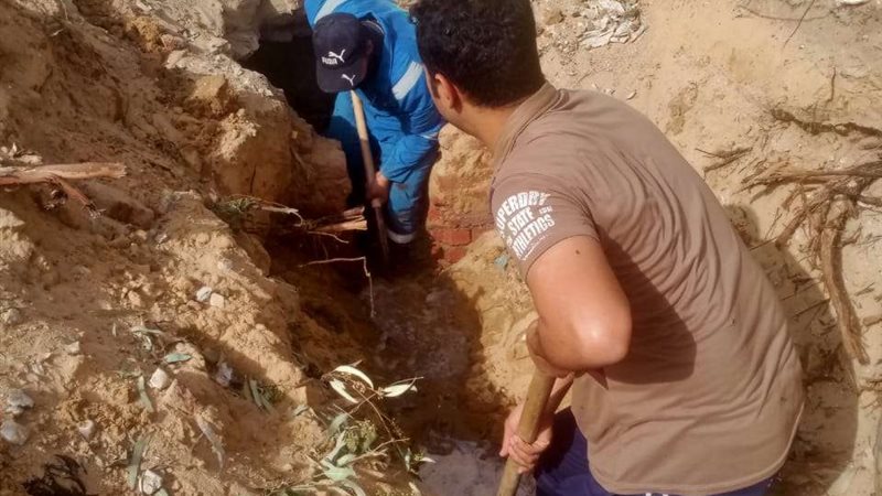استخراج جذور أشجار