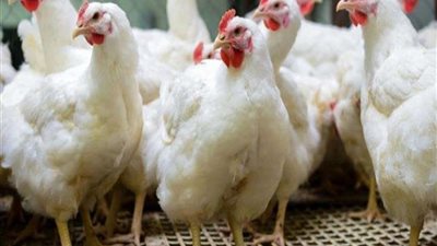وجود بؤر  لانفلونزا الطيور بمزارع الدواجن.. الحكومة توضح الحقائق