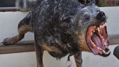 السلعوة أصابة 10 اشخاص.. الهلع والفزع يجتاح منطقة الحصواية والزبيدي بقنا