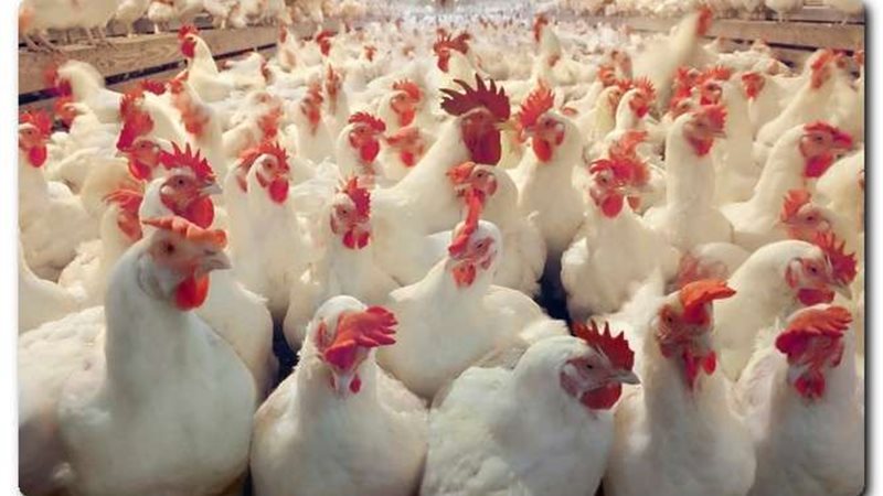 أسعار الدواجن اليوم