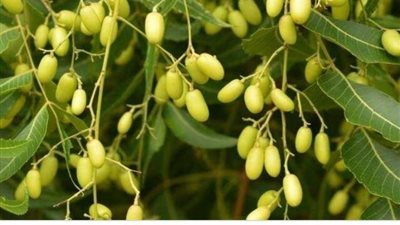 أبرزها الحماية من تراكم البكتيريا.. الفوائد الصحية لشجرة النيم