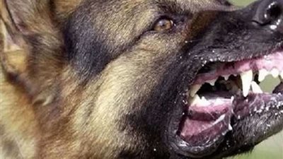 كلب مسعور يعقر طالب أمام منزلة بالمنيا